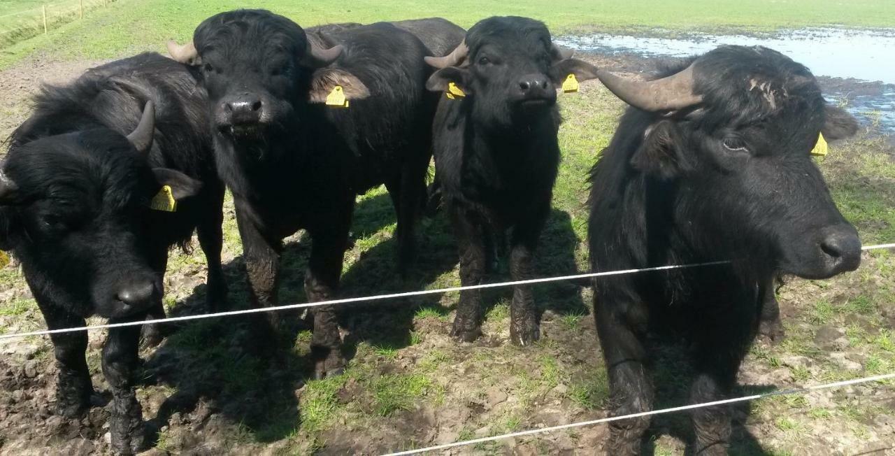 Gastenverblijf 'T Nagtegaeltje Sint-Oedenrode Luaran gambar